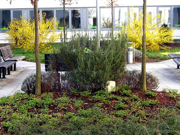 n_n_b_51  Rosmarin.jpg